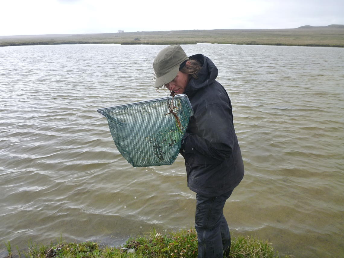 Susan Kutz on Victoria Island sampling for slugs and snails, which are the essential intermediate hosts for the lungworms that have emerged there.