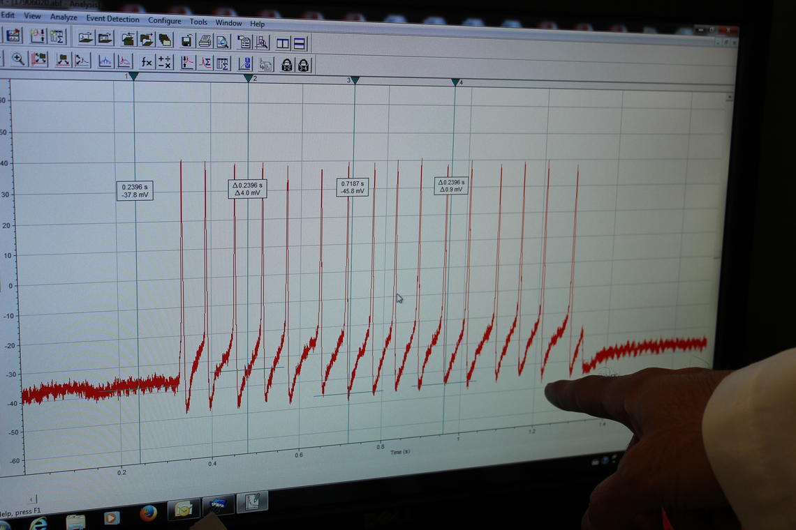 Basso's research project aims to measure the electrophysiological activity of neuron cells. 