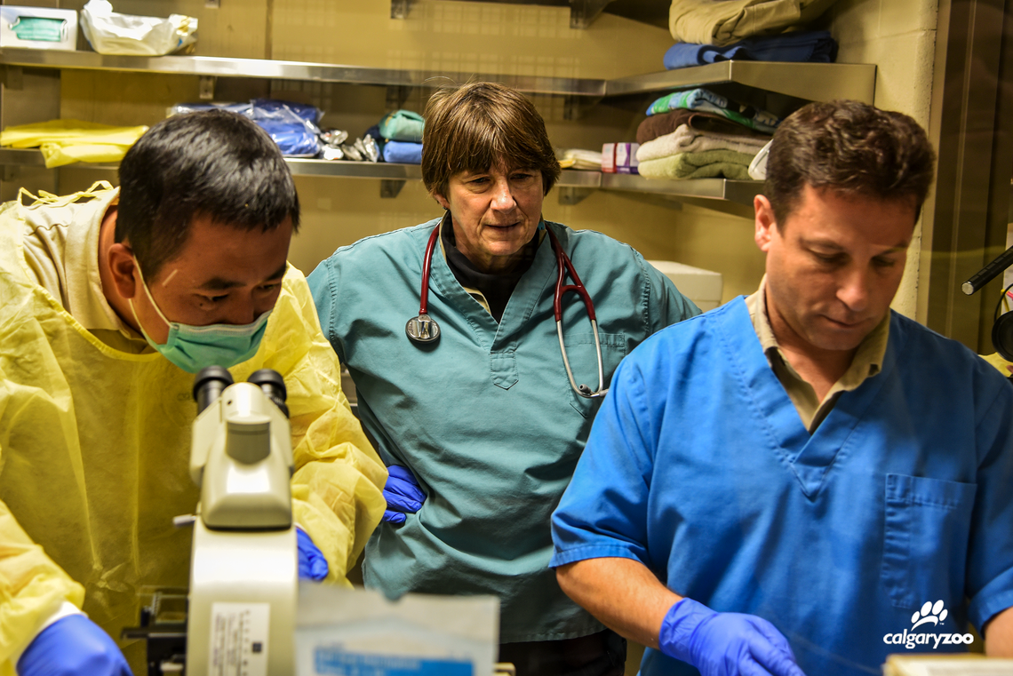 Cai Zhi Gang, a giant panda reproductive specialist from China, along with Sandie Black and Doug Whiteside from the University of Calgary, worked together to artificially inseminate Er Shun.