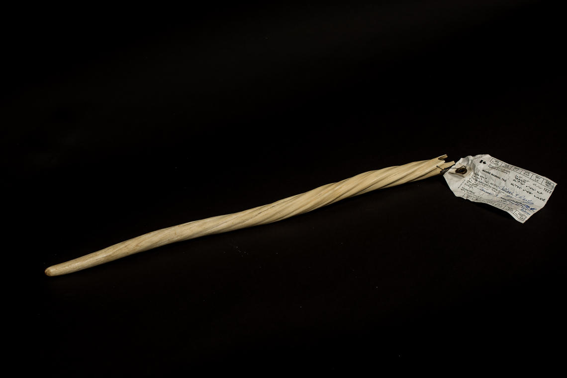 Narwhal tusk