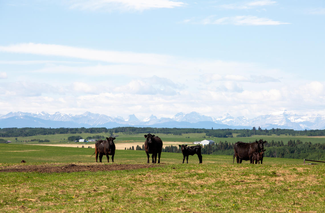 W.A. Ranches at the University of Calgary