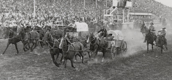 100 years in, horses remain the key to chuckwagon races