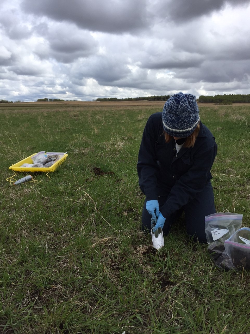 Cow feces samples are being collected at 20 cattle ranches across Western Canada as part of the parasitic roundworm study. Photo by Tong Wang, Faculty of Veterinary Medicine